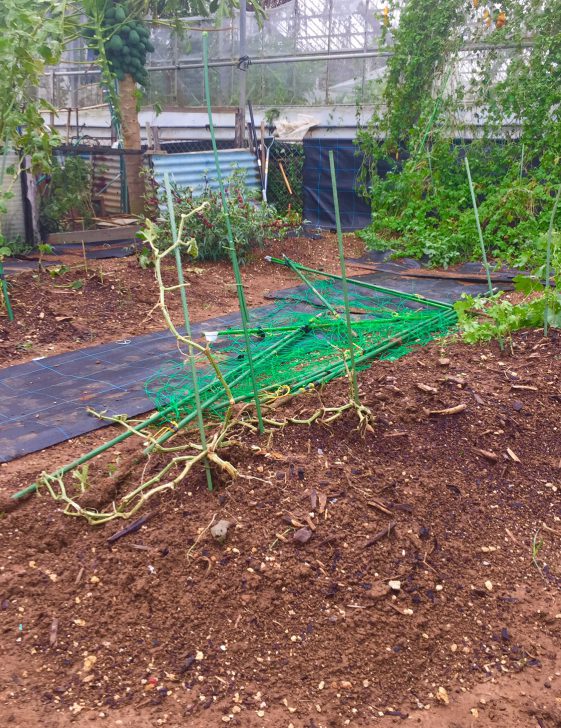 畑が台風被害に