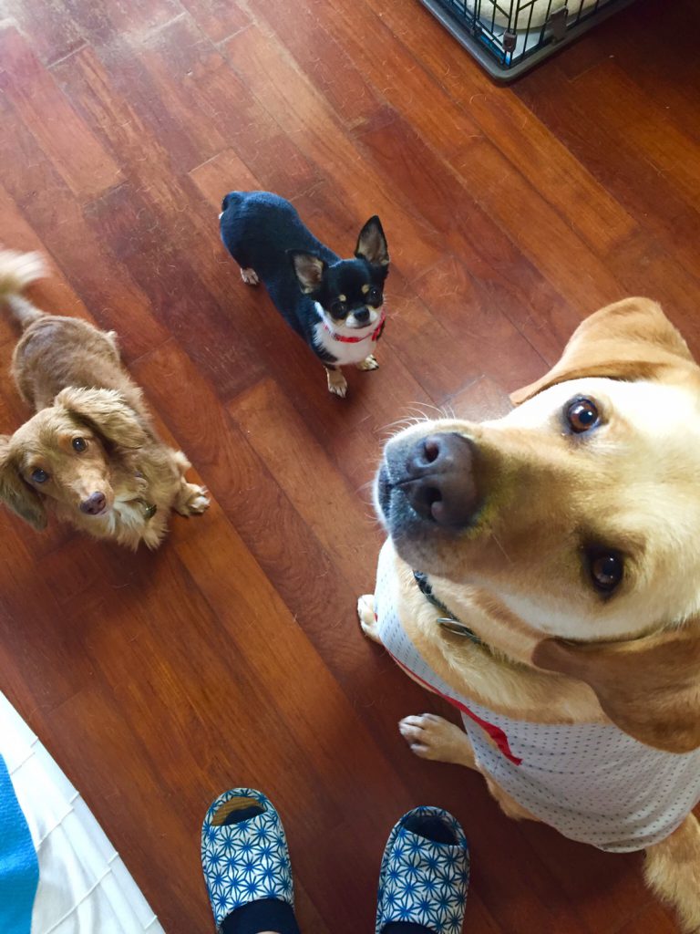 我が家のかわいい3兄弟