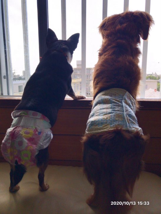 不安がいっぱいなワンコたち