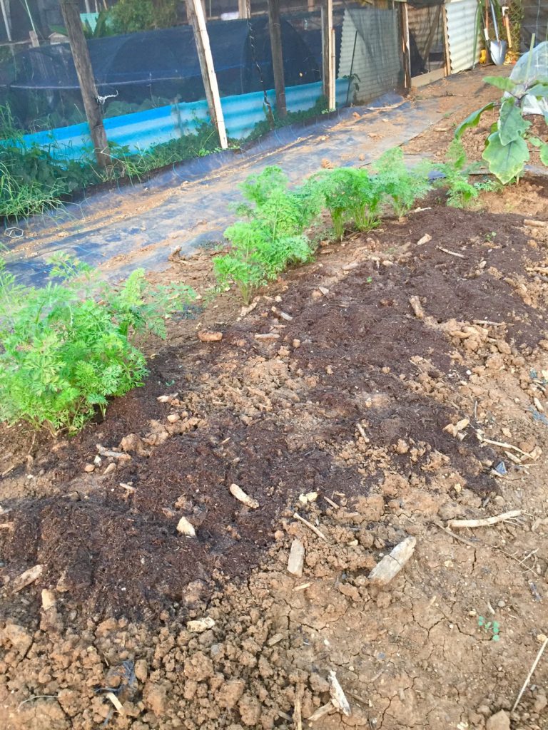 大くなあれ...⁉️