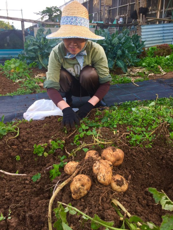 じゃがいもができました！