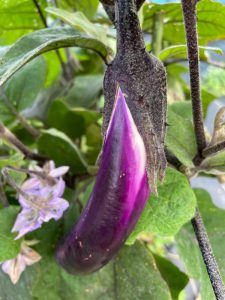 急にこんな大きいなすびが・・・