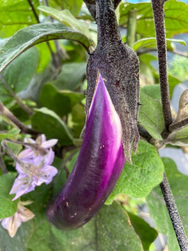 急にこんな大きいなすびが・・・