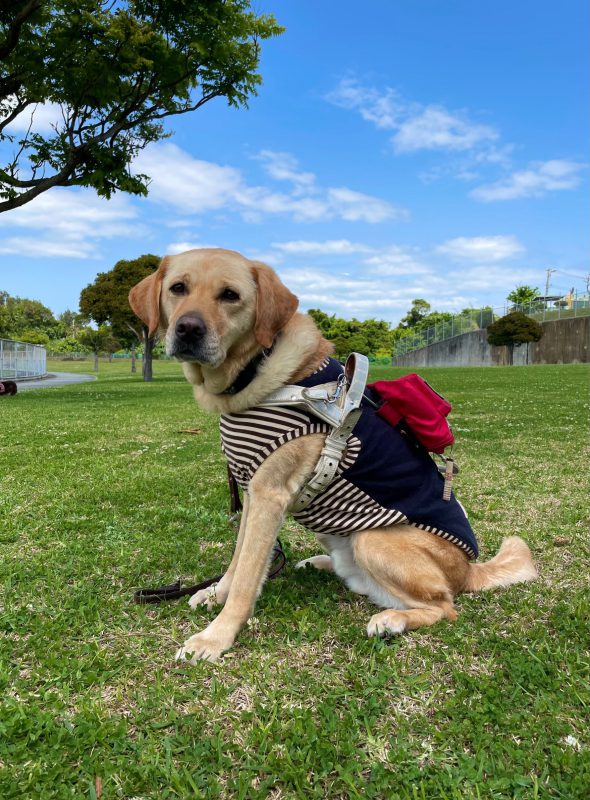盲導犬ラシッド君の7回目のバースデーです