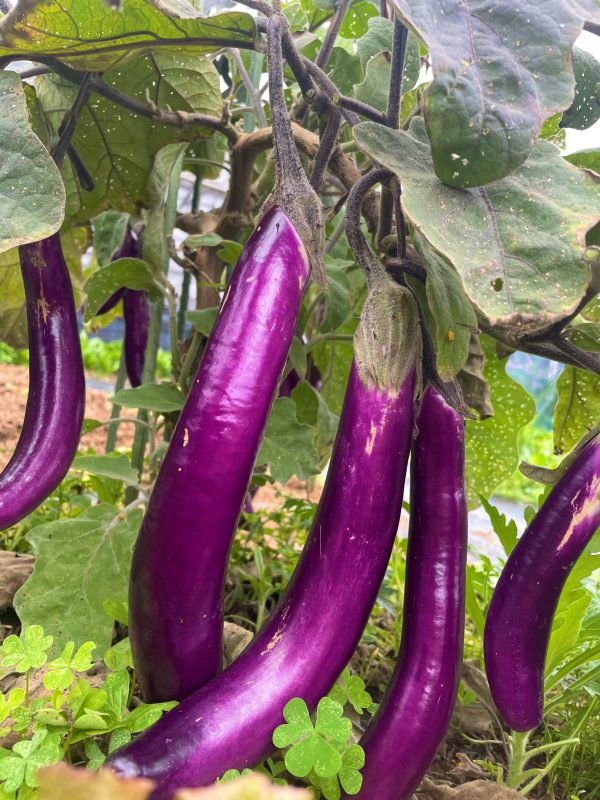 なすが立派に育ちました！