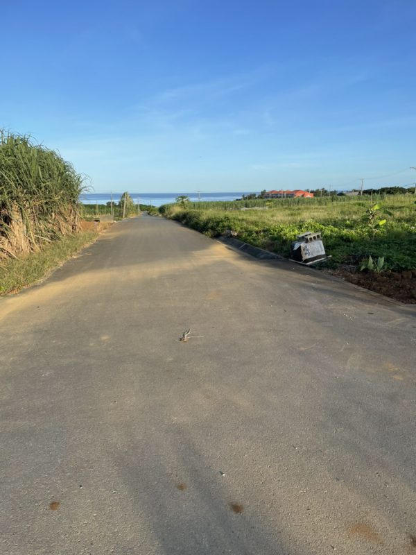 朝の散歩道その1