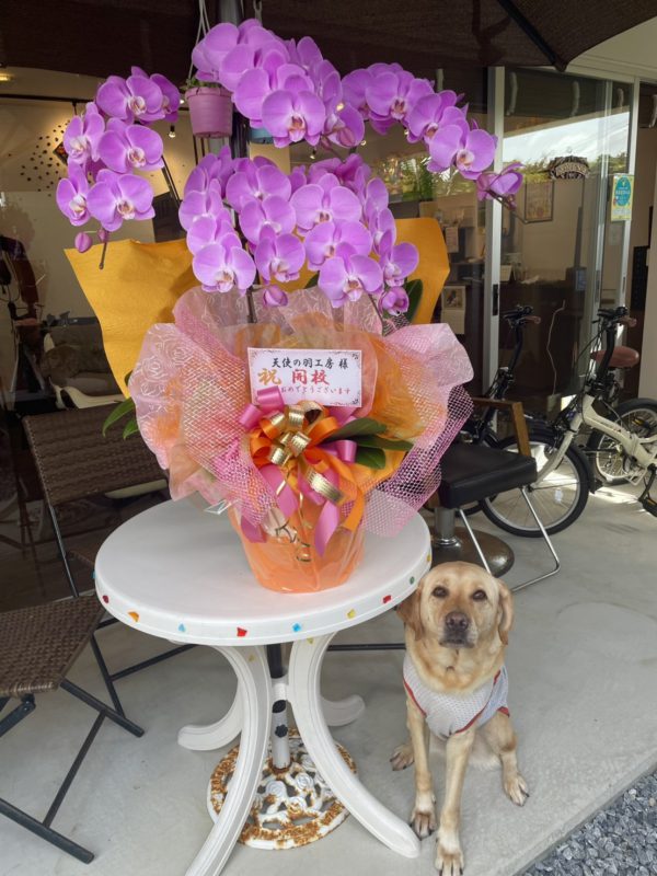 お花をいただきました