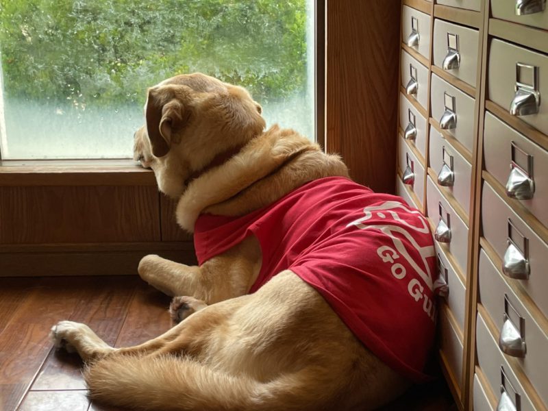 ラシッドの背中