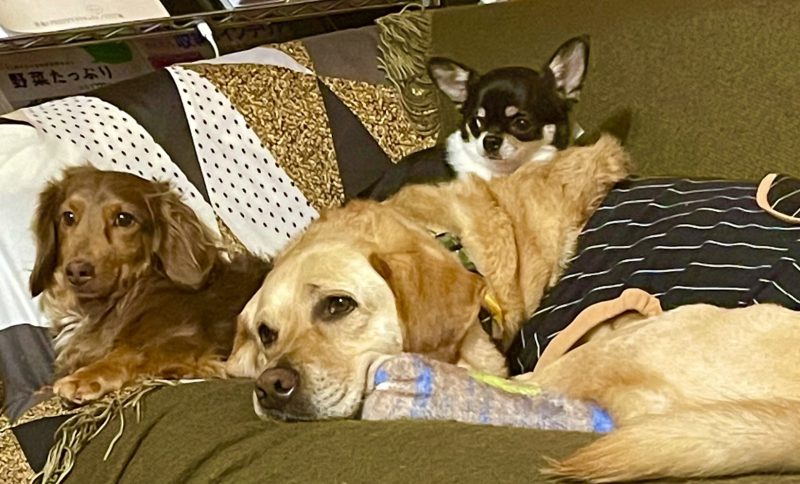 仲良し3兄弟です